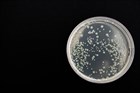 Косметика с пробиотиками - польза бактерий для кожи